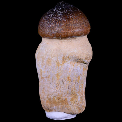 2.8" Globidens Mosasaur Fossil Tooth Root Cretaceous Dinosaur Era COA & Stand - Fossil Age Minerals