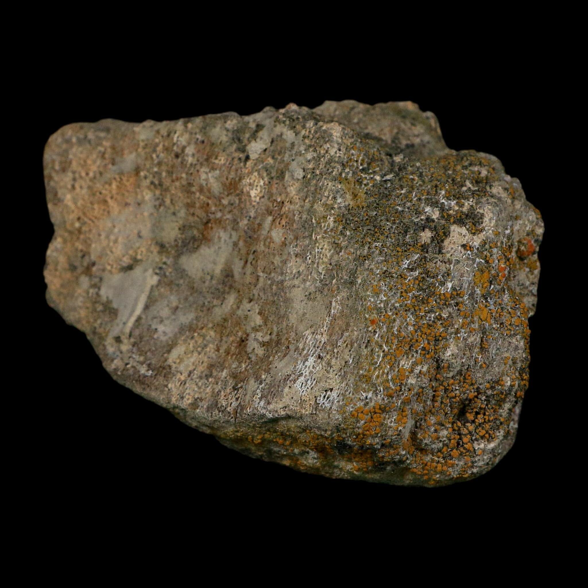 3.6" Triceratops Fossil Vertebrae Bone Lance Creek FM Cretaceous Dinosaur WY COA