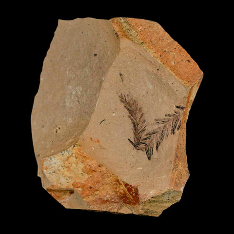 1.1" Detailed Fossil Plant Leafs Metasequoia Dawn Redwood Oligocene Age MT COA