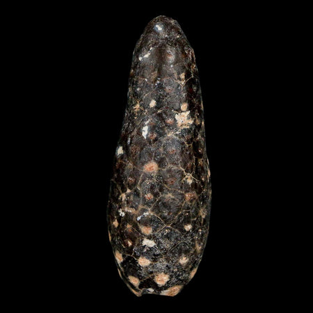 XL 2.2" Fossil Pine Cone Equicalastrobus Replaced By Agate Eocene Age Seeds Fruit