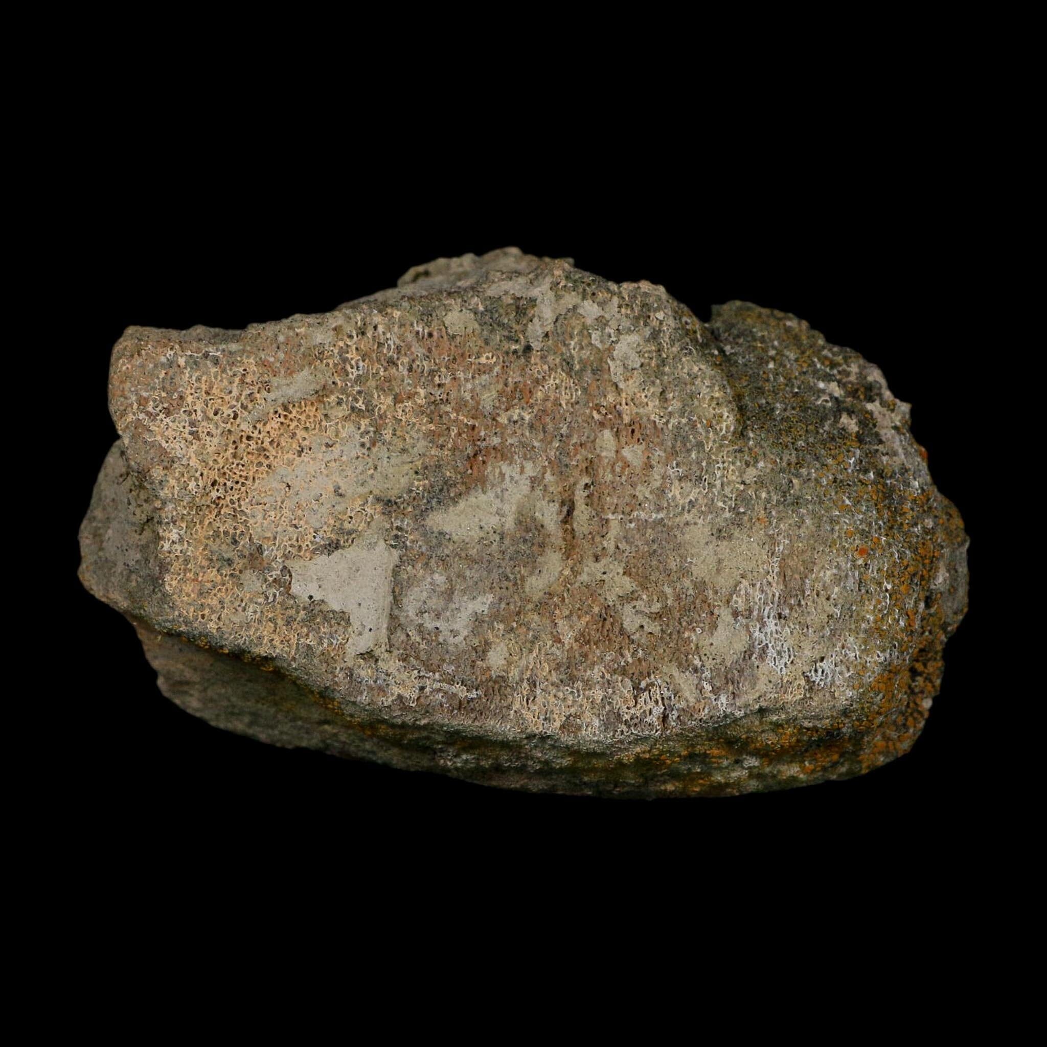 3.6" Triceratops Fossil Vertebrae Bone Lance Creek FM Cretaceous Dinosaur WY COA