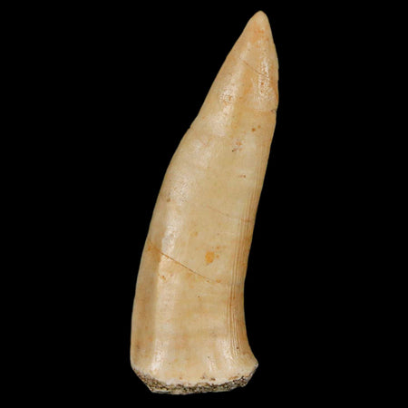 1.9" Saber Toothed Herring Fossil Fang Enchodus Libycus Cretaceous COA Stand