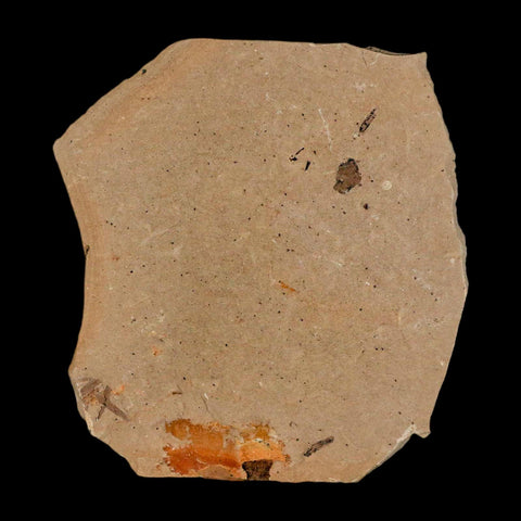 1.1" Detailed Fossil Plant Leafs Metasequoia Dawn Redwood Oligocene Age MT COA