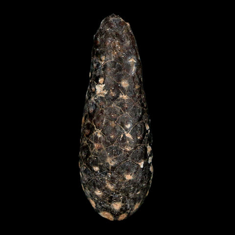 XL 2.2" Fossil Pine Cone Equicalastrobus Replaced By Agate Eocene Age Seeds Fruit