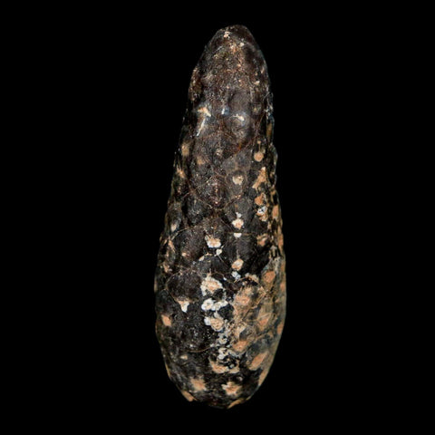 XL 2.2" Fossil Pine Cone Equicalastrobus Replaced By Agate Eocene Age Seeds Fruit