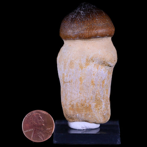 2.8" Globidens Mosasaur Fossil Tooth Root Cretaceous Dinosaur Era COA & Stand - Fossil Age Minerals