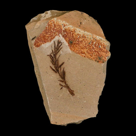 1.3" Detailed Fossil Plant Leafs Metasequoia Dawn Redwood Oligocene Age MT COA