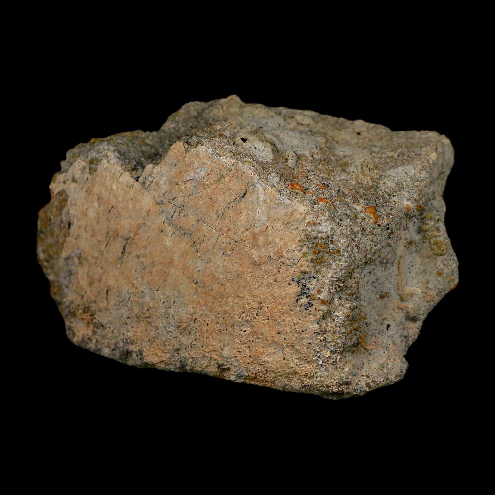 3.6" Triceratops Fossil Vertebrae Bone Lance Creek FM Cretaceous Dinosaur WY COA