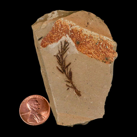 1.3" Detailed Fossil Plant Leafs Metasequoia Dawn Redwood Oligocene Age MT COA