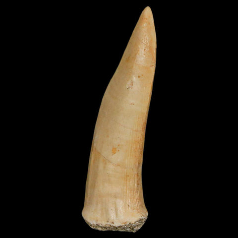 1.9" Saber Toothed Herring Fossil Fang Enchodus Libycus Cretaceous COA Stand - Fossil Age Minerals