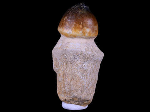 2.9" Globidens Mosasaur Fossil Tooth Root Cretaceous Dinosaur Era COA & Stand - Fossil Age Minerals