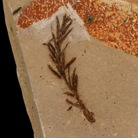 1.3" Detailed Fossil Plant Leafs Metasequoia Dawn Redwood Oligocene Age MT COA