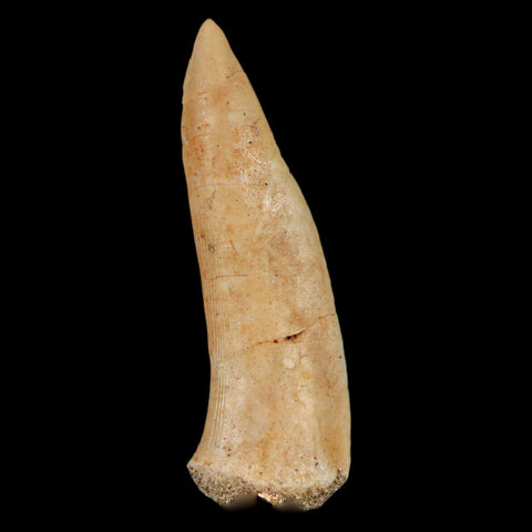 1.9" Saber Toothed Herring Fossil Fang Enchodus Libycus Cretaceous COA Stand - Fossil Age Minerals