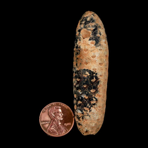 XXL 2.6" Fossil Pine Cone Equicalastrobus Replaced By Agate Eocene Age Seeds Fruit