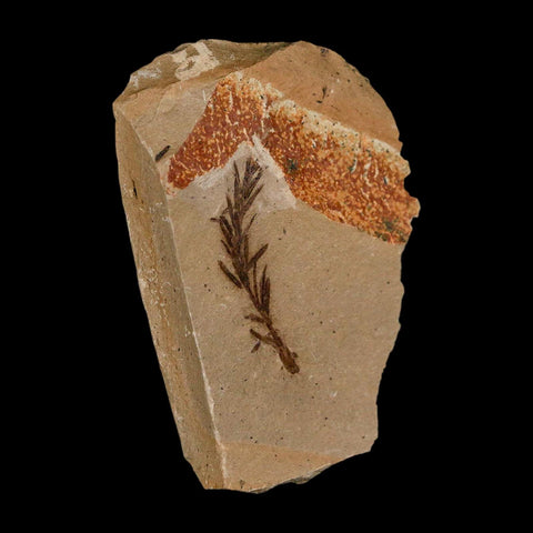 1.3" Detailed Fossil Plant Leafs Metasequoia Dawn Redwood Oligocene Age MT COA