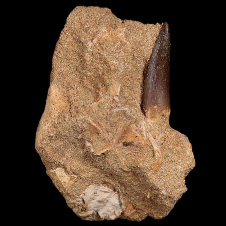1.4" Plesiosaur Zarafasaura Tooth Fossil In Matrix Cretaceous Dinosaur Era COA