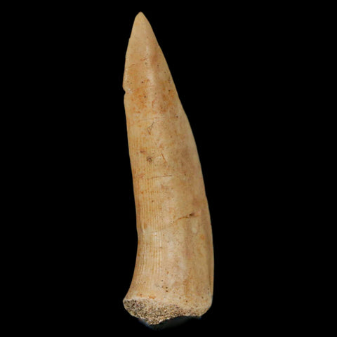 1.9" Saber Toothed Herring Fossil Fang Enchodus Libycus Cretaceous COA Stand - Fossil Age Minerals