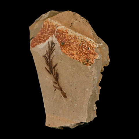 1.3" Detailed Fossil Plant Leafs Metasequoia Dawn Redwood Oligocene Age MT COA