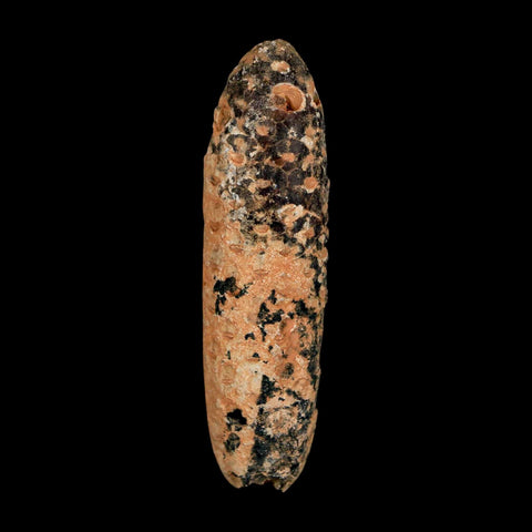 XXL 2.6" Fossil Pine Cone Equicalastrobus Replaced By Agate Eocene Age Seeds Fruit