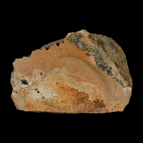 1.3" Detailed Fossil Plant Leafs Metasequoia Dawn Redwood Oligocene Age MT COA