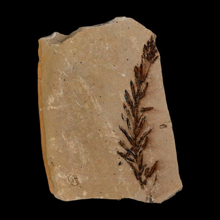 1.8" Detailed Fossil Plant Leafs Metasequoia Dawn Redwood Oligocene Age MT COA