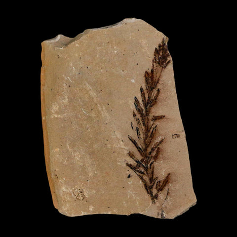 1.8" Detailed Fossil Plant Leafs Metasequoia Dawn Redwood Oligocene Age MT COA