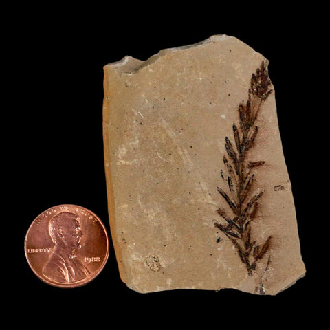 1.8" Detailed Fossil Plant Leafs Metasequoia Dawn Redwood Oligocene Age MT COA