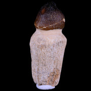 3.2" Globidens Mosasaur Fossil Tooth Root Cretaceous Dinosaur Era COA & Stand