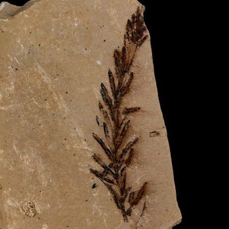 1.8" Detailed Fossil Plant Leafs Metasequoia Dawn Redwood Oligocene Age MT COA