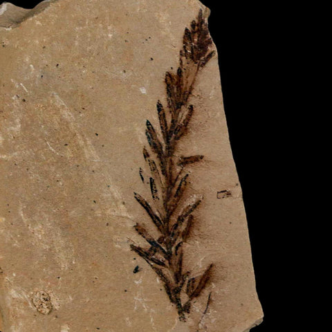 1.8" Detailed Fossil Plant Leafs Metasequoia Dawn Redwood Oligocene Age MT COA