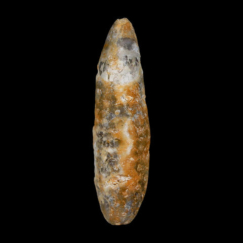 XXL 2.6" Fossil Pine Cone Equicalastrobus Replaced By Agate Eocene Age Seeds Fruit