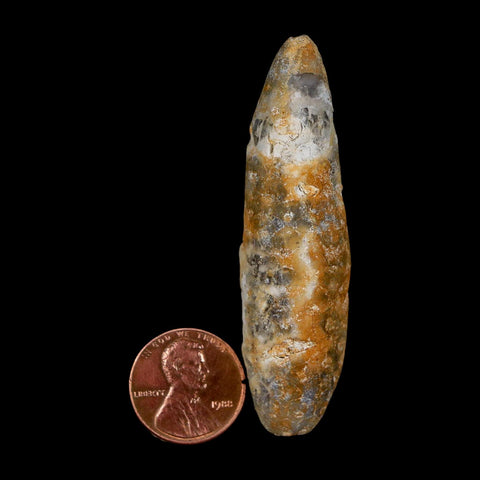 XXL 2.6" Fossil Pine Cone Equicalastrobus Replaced By Agate Eocene Age Seeds Fruit