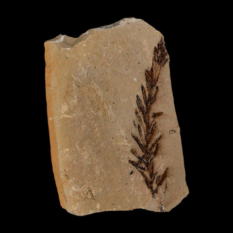 1.8" Detailed Fossil Plant Leafs Metasequoia Dawn Redwood Oligocene Age MT COA