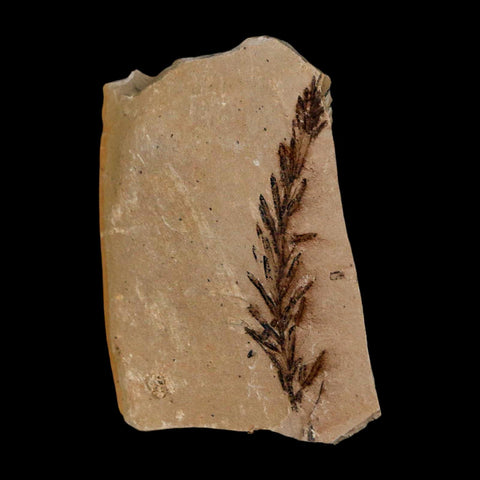 1.8" Detailed Fossil Plant Leafs Metasequoia Dawn Redwood Oligocene Age MT COA