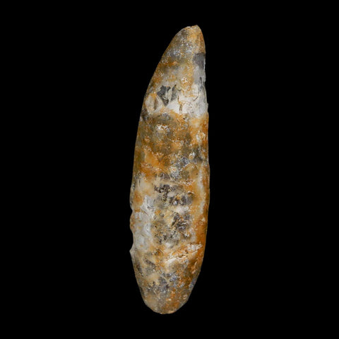 XXL 2.6" Fossil Pine Cone Equicalastrobus Replaced By Agate Eocene Age Seeds Fruit