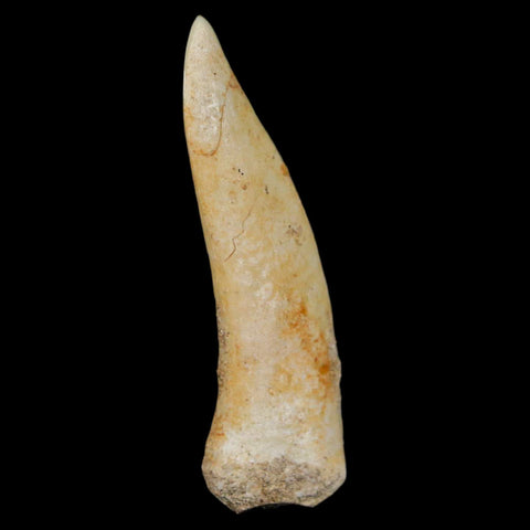 1.9" Saber Toothed Herring Fossil Fang Enchodus Libycus Cretaceous COA Stand - Fossil Age Minerals