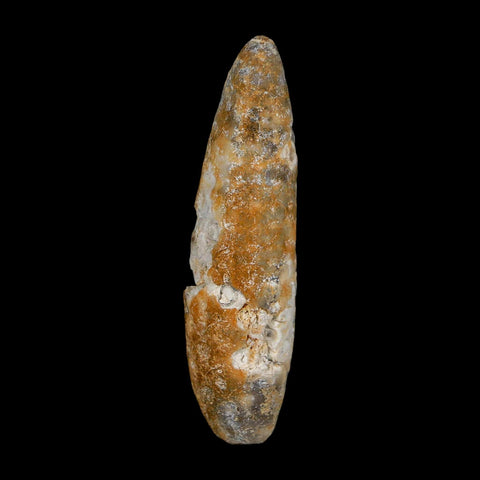 XXL 2.6" Fossil Pine Cone Equicalastrobus Replaced By Agate Eocene Age Seeds Fruit