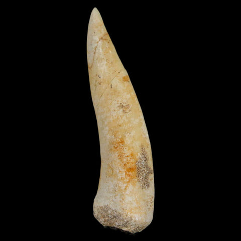 1.9" Saber Toothed Herring Fossil Fang Enchodus Libycus Cretaceous COA Stand - Fossil Age Minerals