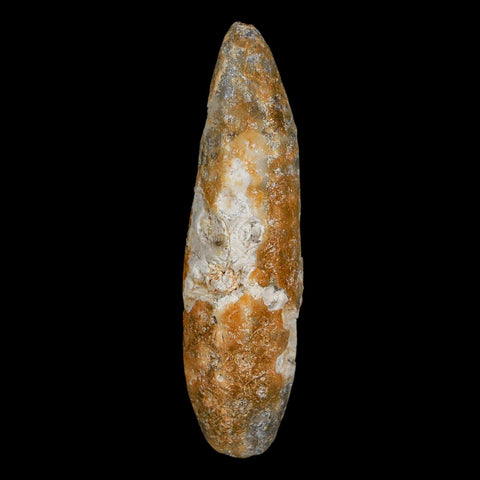 XXL 2.6" Fossil Pine Cone Equicalastrobus Replaced By Agate Eocene Age Seeds Fruit