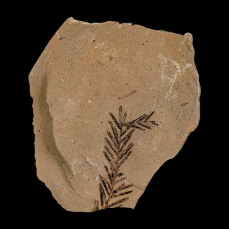 1.2" Detailed Fossil Plant Leafs Metasequoia Dawn Redwood Oligocene Age MT COA