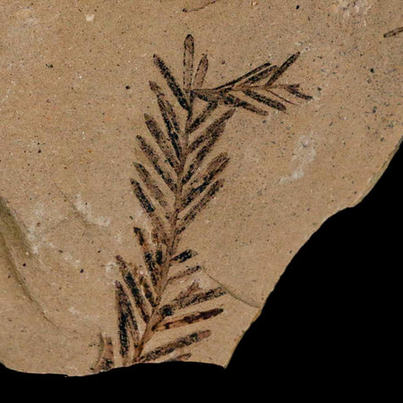 1.2" Detailed Fossil Plant Leafs Metasequoia Dawn Redwood Oligocene Age MT COA