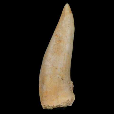 XL 2" Saber Toothed Herring Fossil Fang Enchodus Libycus Cretaceous COA Stand - Fossil Age Minerals
