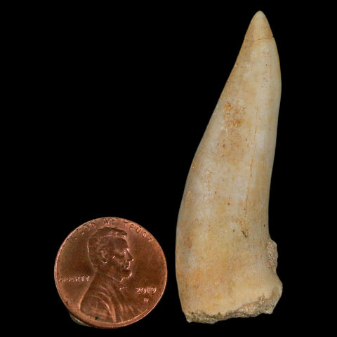 XL 2" Saber Toothed Herring Fossil Fang Enchodus Libycus Cretaceous COA Stand - Fossil Age Minerals