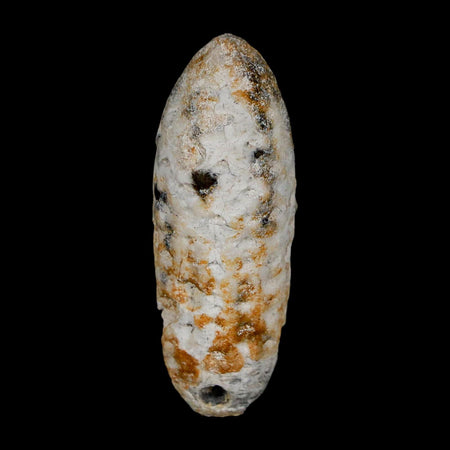XL 2.2" Fossil Pine Cone Equicalastrobus Replaced By Agate Eocene Age Seeds Fruit