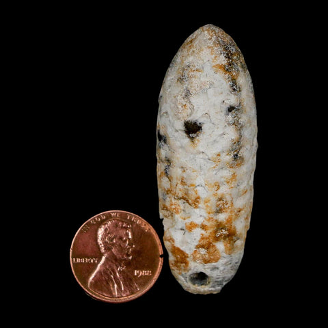 XL 2.2" Fossil Pine Cone Equicalastrobus Replaced By Agate Eocene Age Seeds Fruit