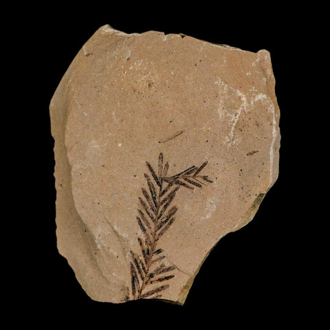 1.2" Detailed Fossil Plant Leafs Metasequoia Dawn Redwood Oligocene Age MT COA