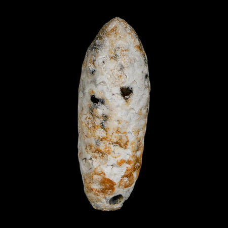 XL 2.2" Fossil Pine Cone Equicalastrobus Replaced By Agate Eocene Age Seeds Fruit