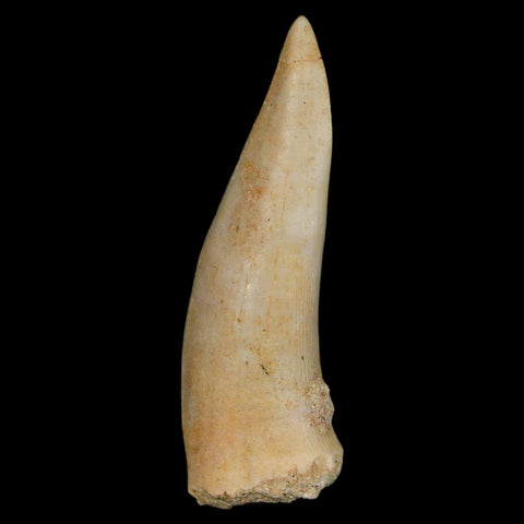 XL 2" Saber Toothed Herring Fossil Fang Enchodus Libycus Cretaceous COA Stand - Fossil Age Minerals