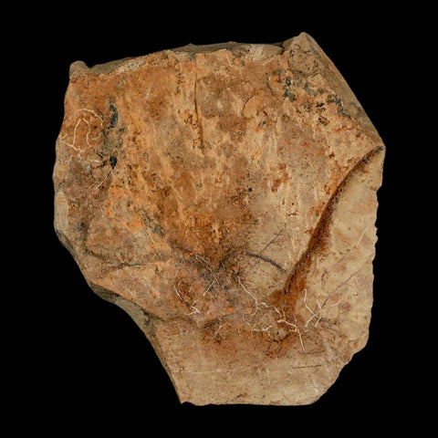 1.2" Detailed Fossil Plant Leafs Metasequoia Dawn Redwood Oligocene Age MT COA