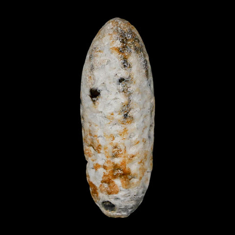 XL 2.2" Fossil Pine Cone Equicalastrobus Replaced By Agate Eocene Age Seeds Fruit